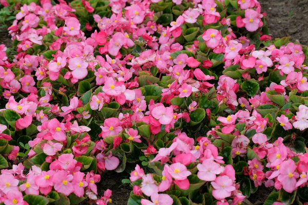 Petit lexique de l'assurance maison