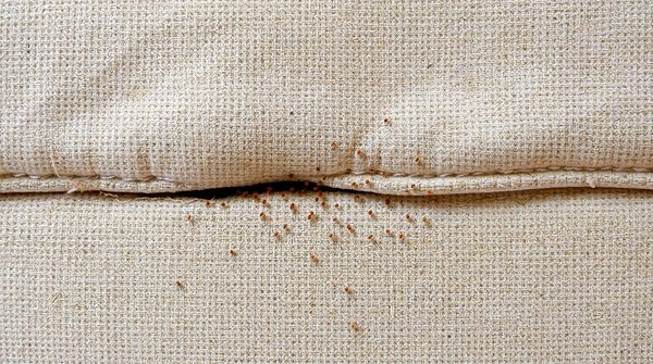Les meilleures astuces pour détecter et supprimer les nids de punaises de lit